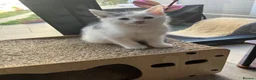 Mixed Breed cats for sale: Ragdoll cross kittens East London - Advert 6