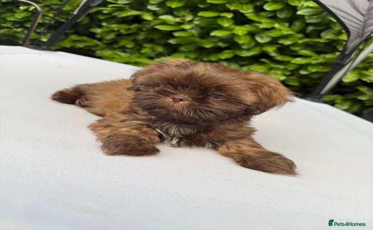 Shih Tzu dogs in Tamworth - Advert 8