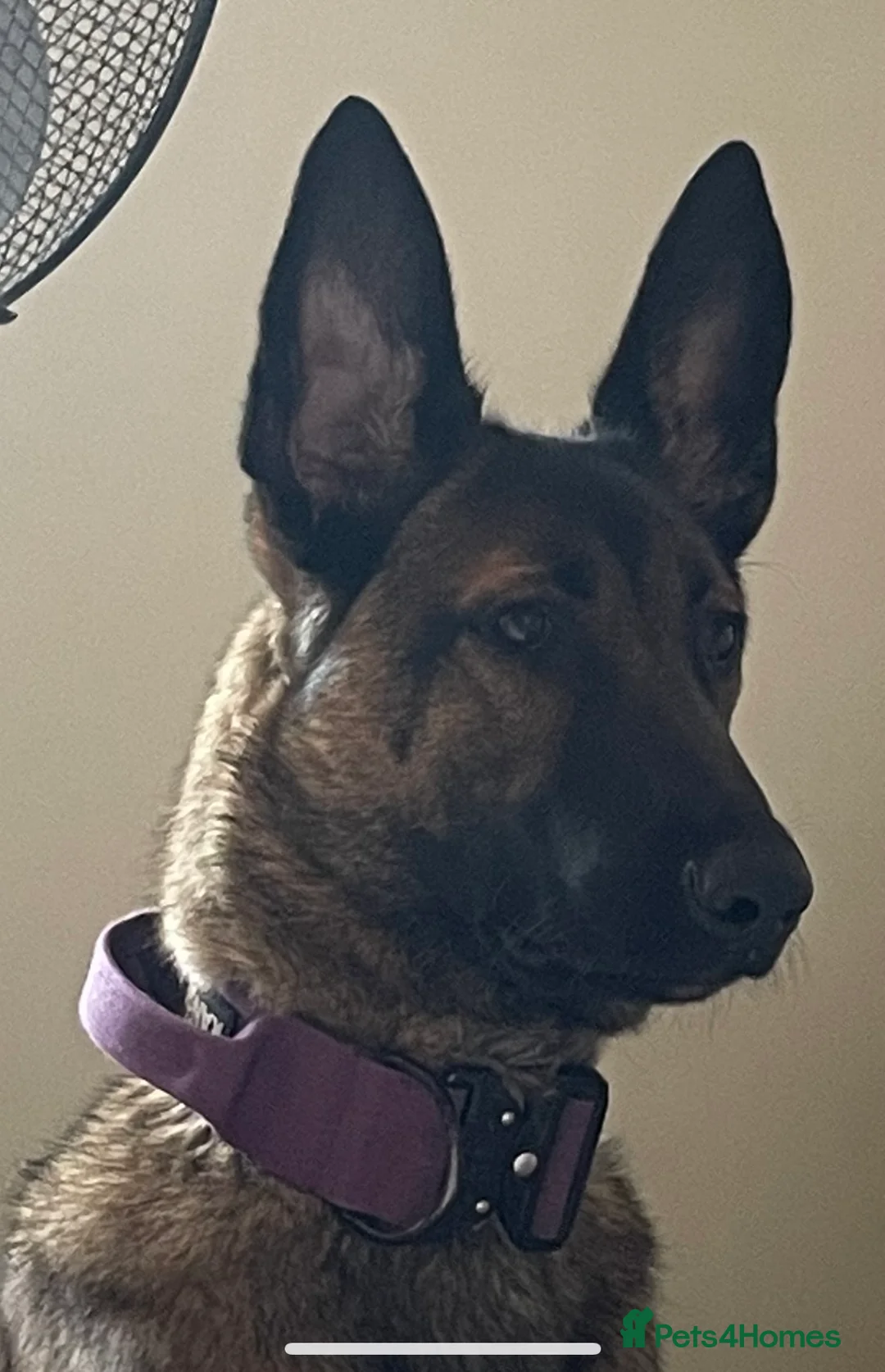 Belgian Shepherd Dog dogs for sale: Belgian Shepherd Malinois  in Corby - Advert 2