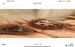 Pygmy Hedgehog rodents for sale: african pygmy hedgehogs - Image 8