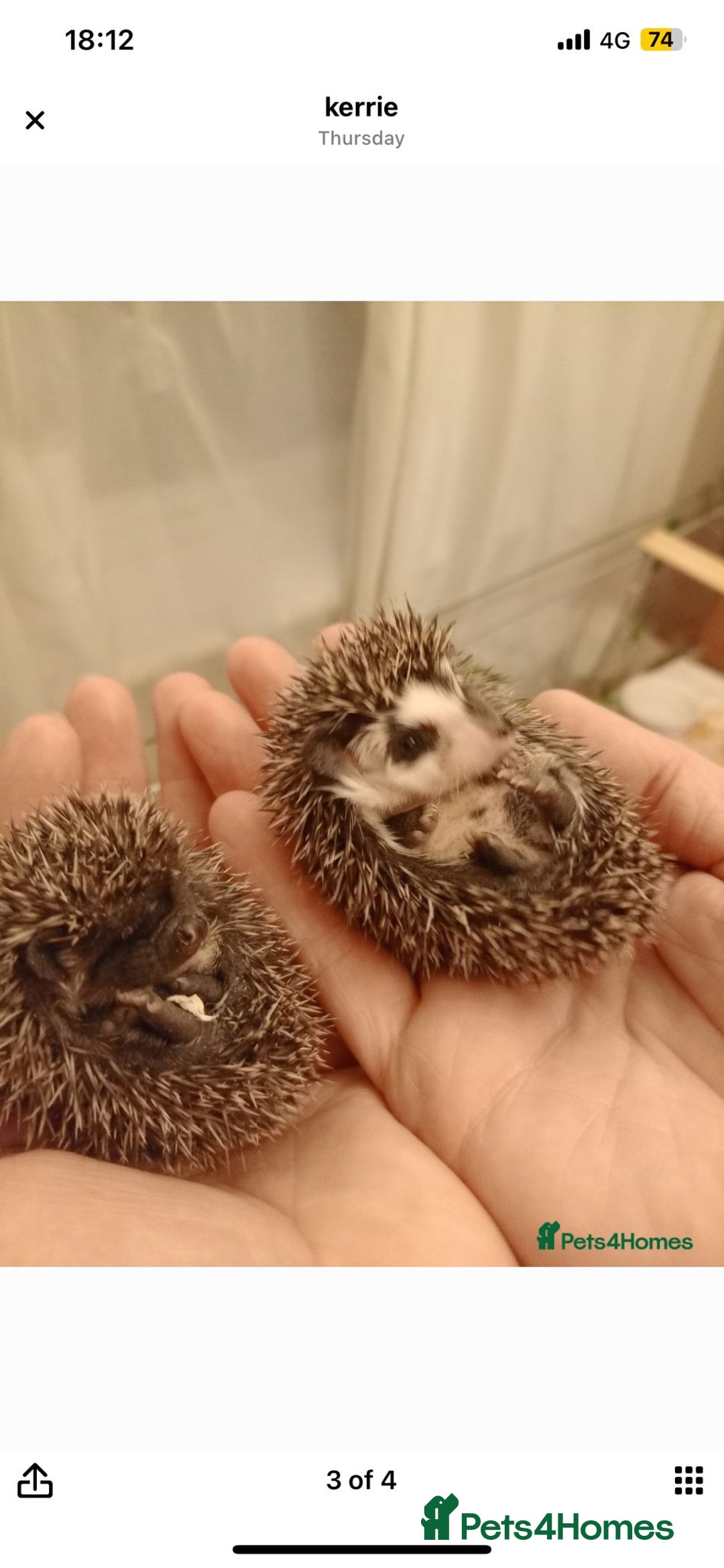 Pygmy Hedgehog rodents for sale: african pygmy hedgehogs - Image 8