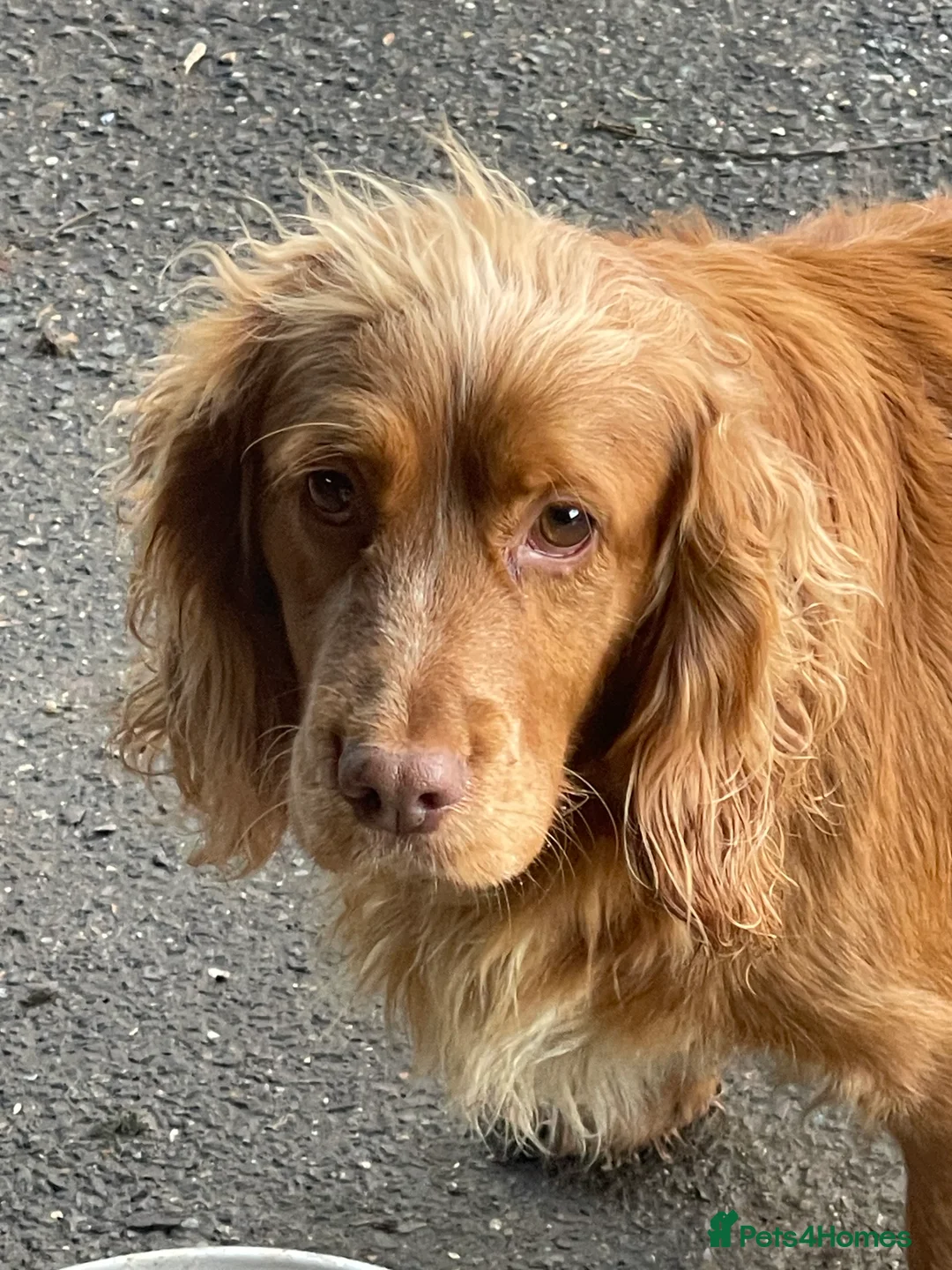 Cocker Spaniel dogs for sale: Girl Cocker spaniel  - Advert 3