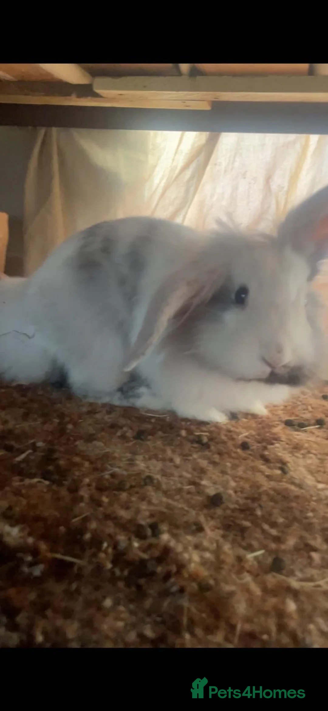 Mixed Breed rabbits for sale: Two adorable rabbits for sale - Advert 2