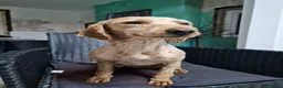 Labradoodle dogs for sale: This is daisy looking for a loving home - Advert 14