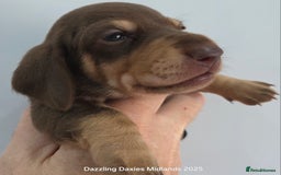 Miniature Dachshund dogs for sale: Shorthaired Minature Daschunds  - Image 7