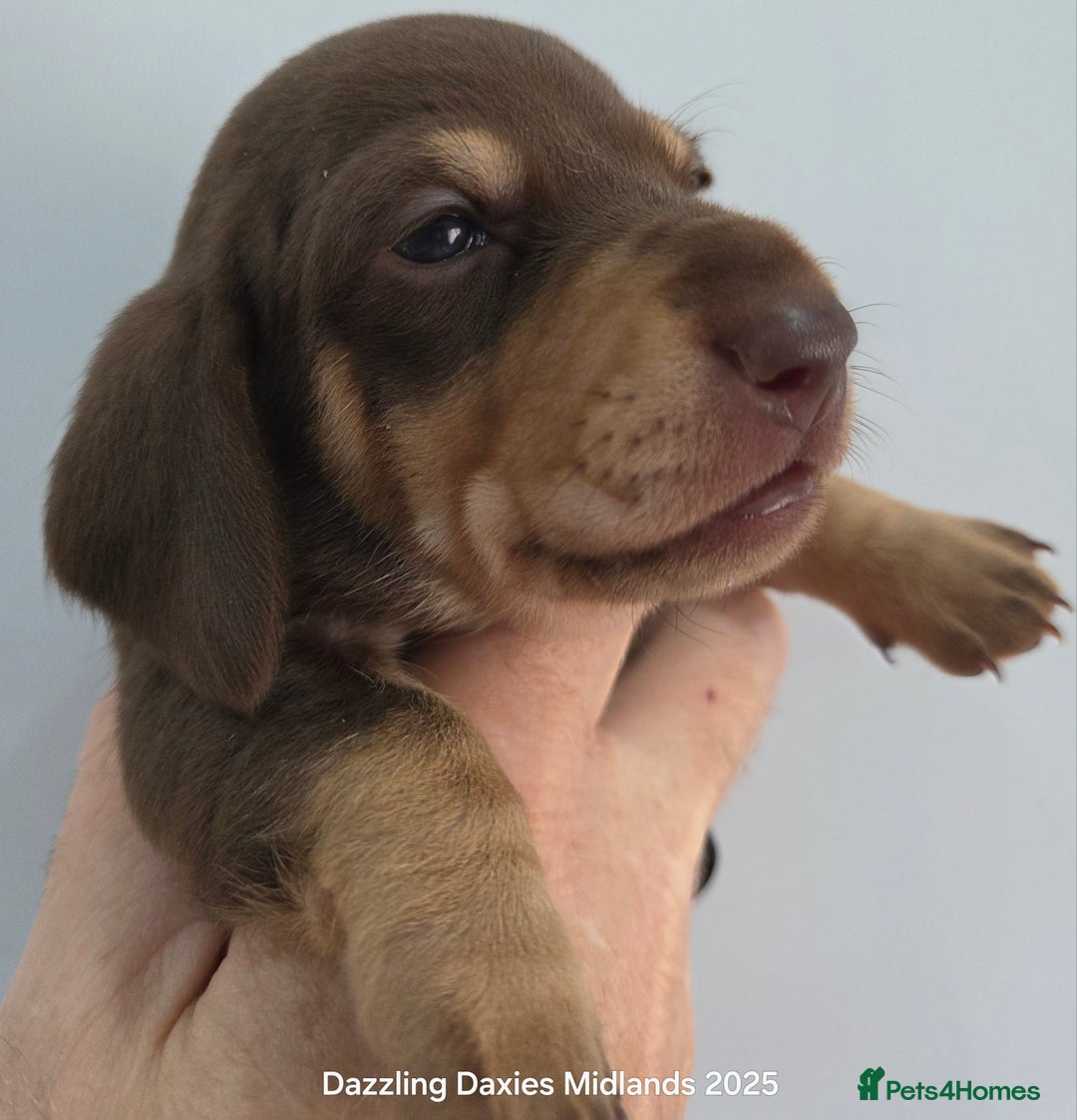 Miniature Dachshund dogs for sale: Shorthaired Minature Daschunds  - Image 7