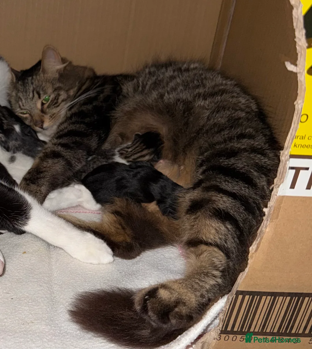 Mixed Breed cats for sale: Long haired pure black kitten  - Advert 2