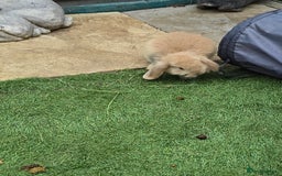 Continental Giant rabbits for sale: Giant french lops - Advert 6