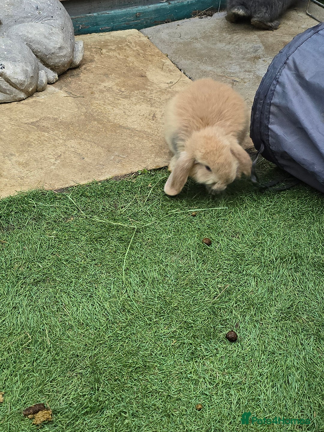 Continental Giant rabbits for sale: Giant french lops - Advert 6