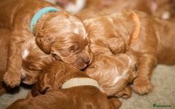 Cockapoo dogs for sale: Gorgeous Fox Red Cockapoo Puppies avail 15/12/25 - Image 6