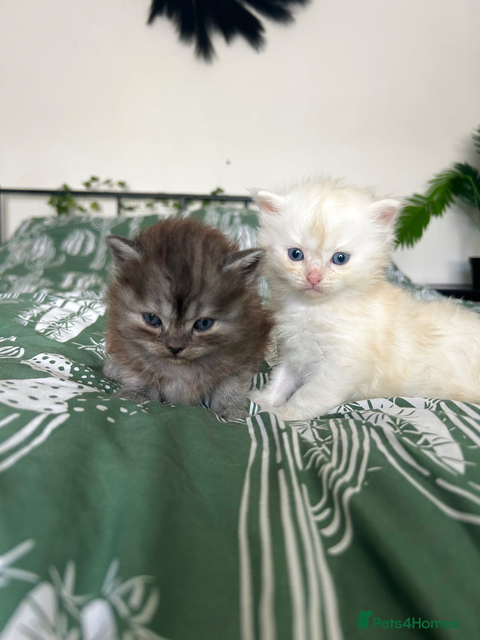 Persian cats for sale: 7-Persian kittens for sale 🩶🩵 males & Females - Advert 4