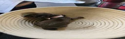 Dachshund dogs for sale: Smooth haired Dachshund Puppies in Wellington - Advert 8