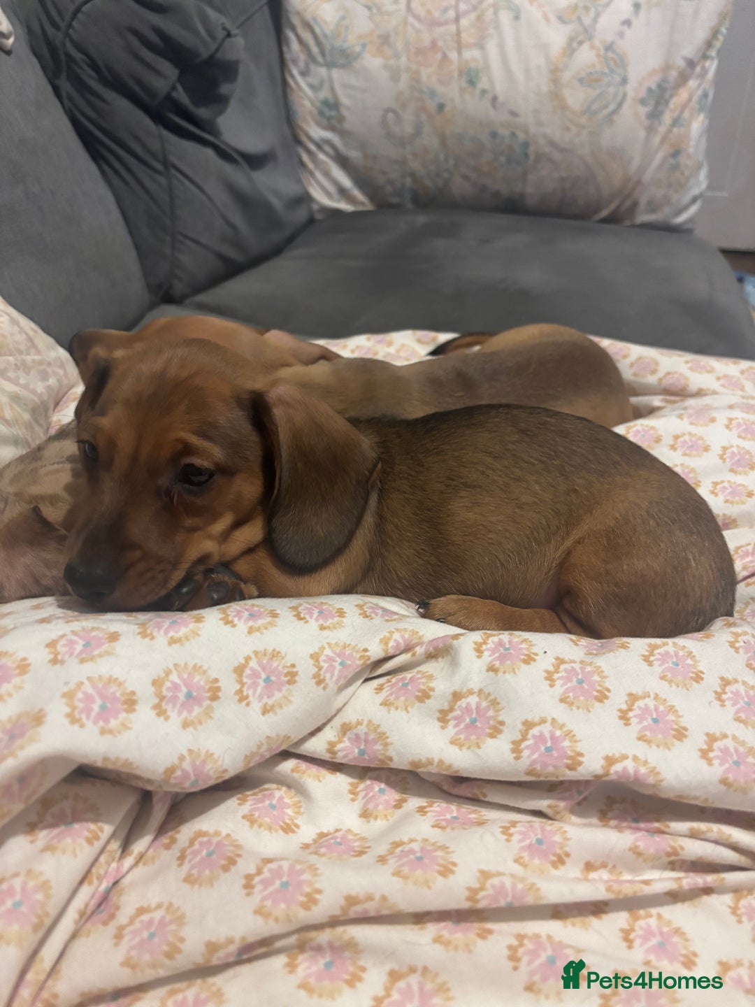 Miniature Dachshund dogs for sale: **READY TO GO NOW** Miniature dachshund puppies!  - Advert 9