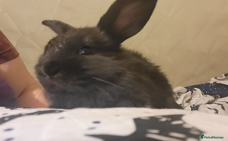 Mini Lion Lop rabbits - Advert 1