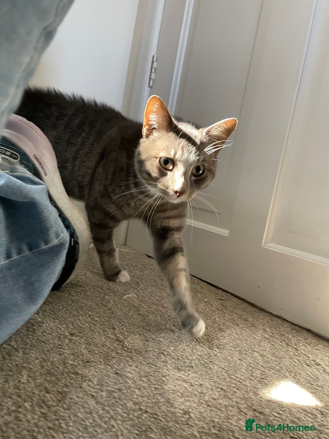 Mixed Breed cats for sale: Prince needs a loving stable home - Image 1