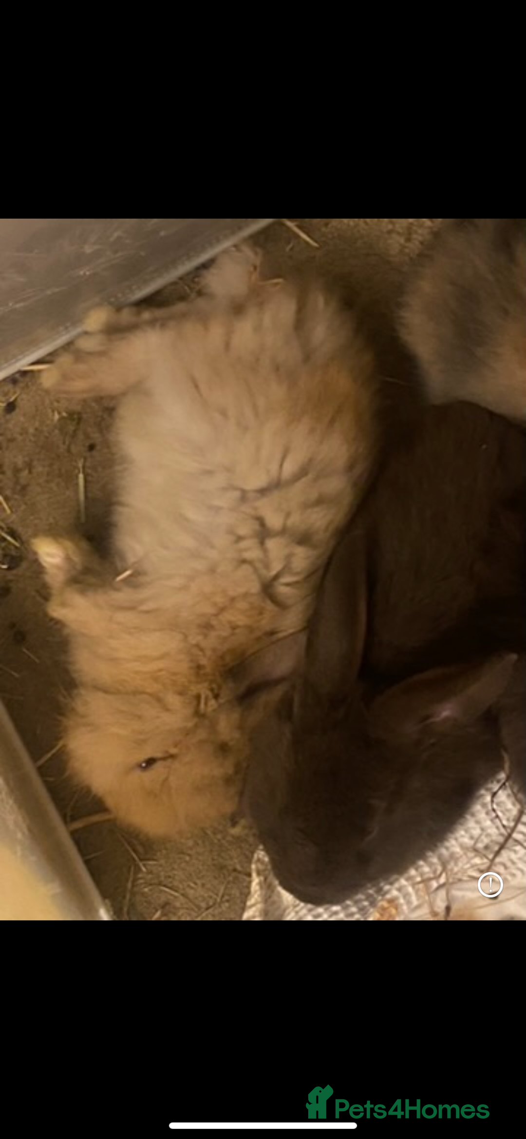 Lionhead rabbits for sale: ⭐️Beautiful lionhead bunnies⭐️ - Advert 15