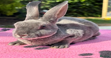 Rex rabbits - Advert 7