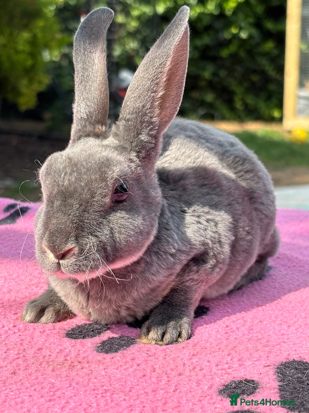 Rex rabbits for sale: READY NOW Vienna gene carrier Mini Rex babies - Image 2