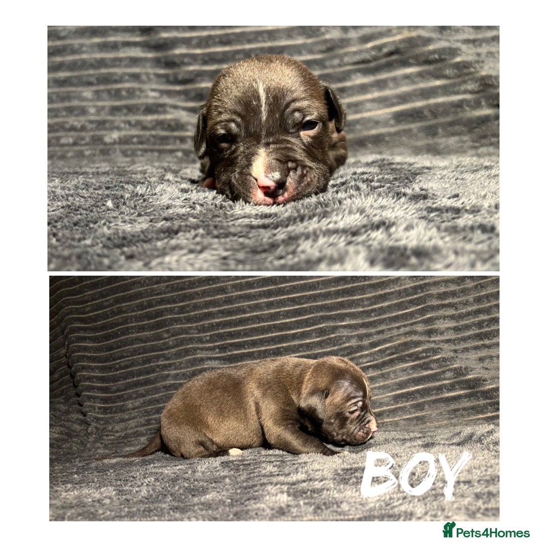 Mixed Breed dogs for sale: Staffordshire bull terrier X - Advert 9