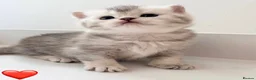 British Shorthair cats for sale: Adorable silver NS11 British shorthair kittens. - Advert 6