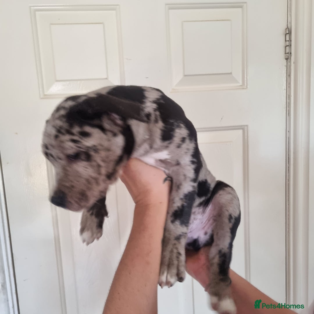 American Bully dogs for sale: David  - Image 24
