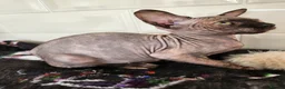 Sphynx cats for sale: 2 femal lovely Canadian sphynx  - Advert 7