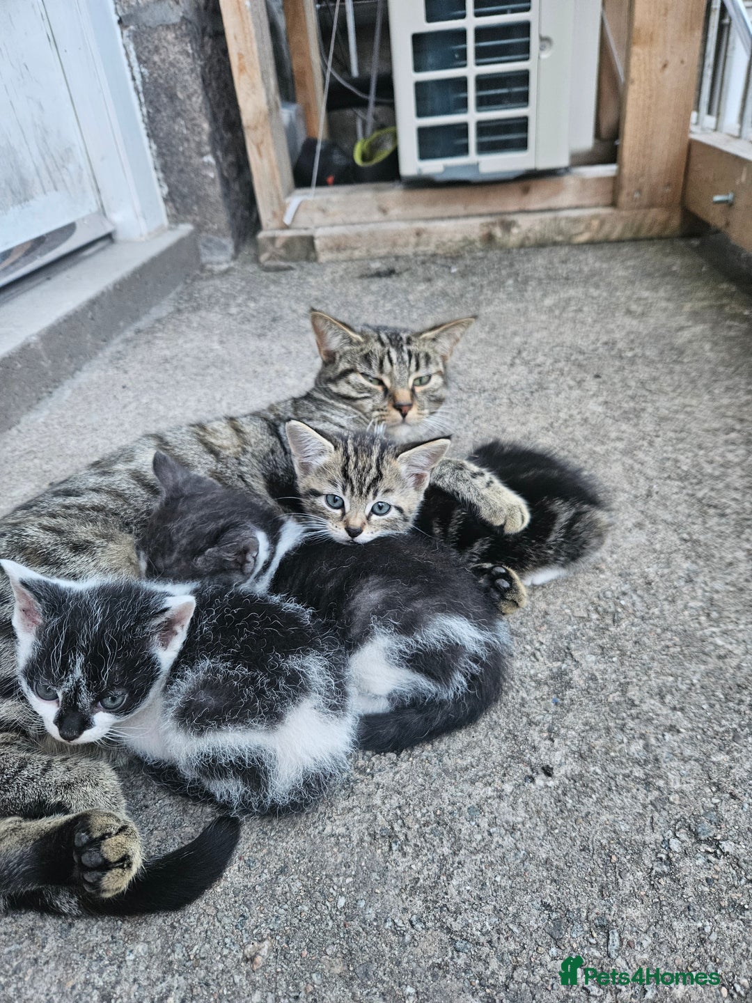 Mixed Breed cats for sale: Tabby girl - Image 4