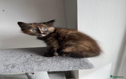 Mixed Breed cats for sale: 5 Half-Ragdoll kittens ❤️ - Image 7