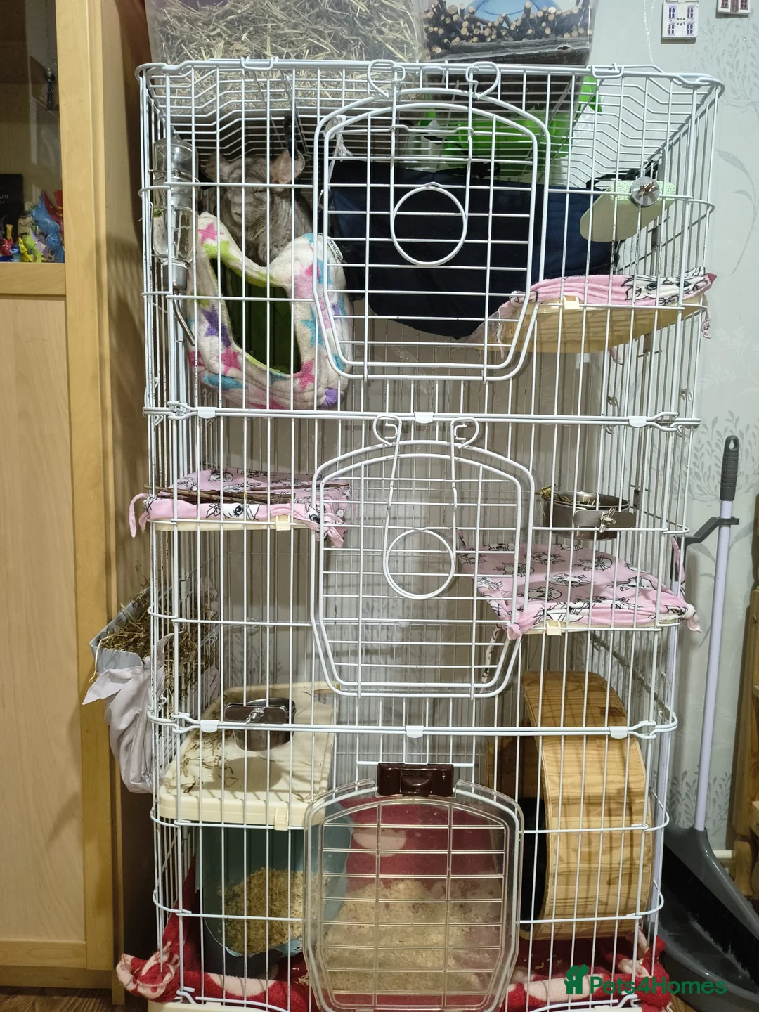 Chinchilla rodents for sale: 2 lovely chinchillas looking for a loving new home - Advert 4