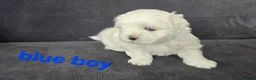 Maltese dogs for sale: ⭐️KC registered Maltese puppies⭐️ - Advert 19