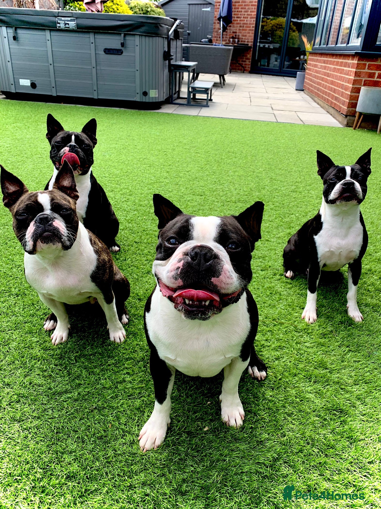 Boston Terrier dogs Outstanding champion lines in Doncaster - Advert 1