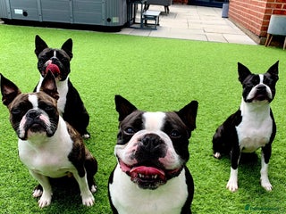 Boston Terrier dogs in Doncaster - Advert 2