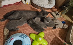 British Shorthair cats for sale: Pure british  shorthair  kittens  - Image 27