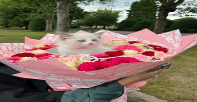 Ragdoll cats - Advert 6