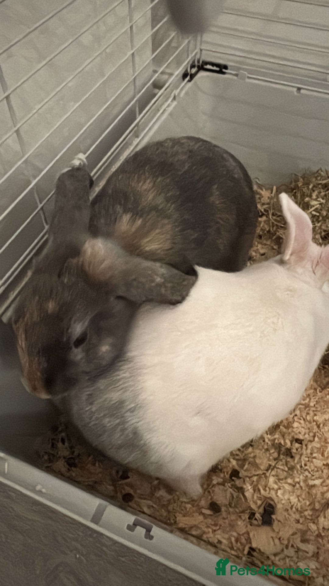 Californian rabbits for sale: 2 rabbits for sale - Advert 2