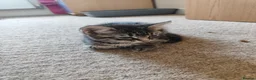 Mixed Breed cats for sale: Unique Tabby kittens   looking for a forever home  in Doncaster - Advert 3