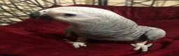 Parrots birds for sale: Super silly Congo baby African grey set up  - Advert 4