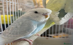 Budgerigars birds for sale: Pair of gorgeous Budgies - Image 4