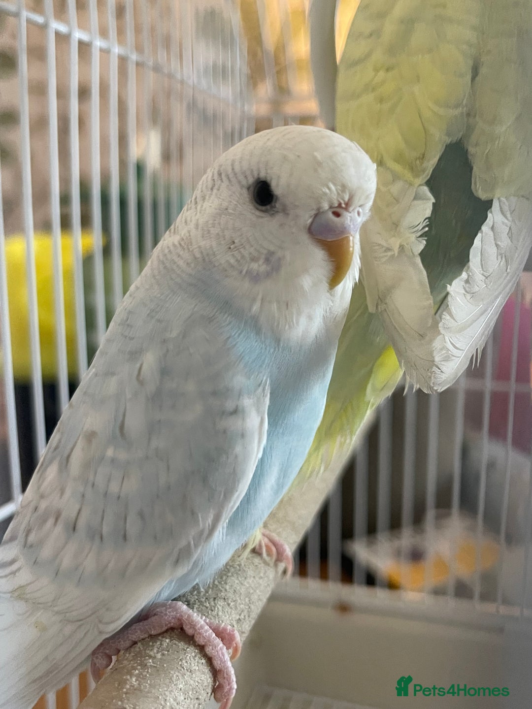 Budgerigars birds for sale: Pair of gorgeous Budgies - Image 4