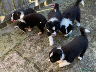 Border Collie dogs - Advert 1