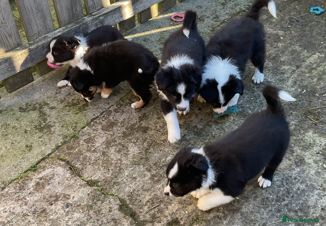 Border Collie dogs - Advert 1