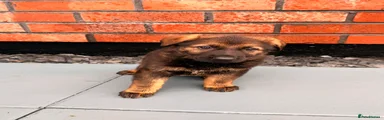 Puppy #4