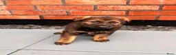 German Shepherd dogs for sale: Exceptional Czech German Shepherd WorkingLine Pups - Advert 17