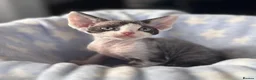 Devon Rex cats for sale: Fantastic Pedigree Devon Rex - Advert 4