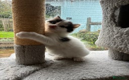 Mixed Breed cats for sale: Adorable Playful Happy Mixed breed kittens - Image 29