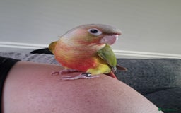 Conures birds for sale: Beautiful fully hand reared conure baby's  - Image 14