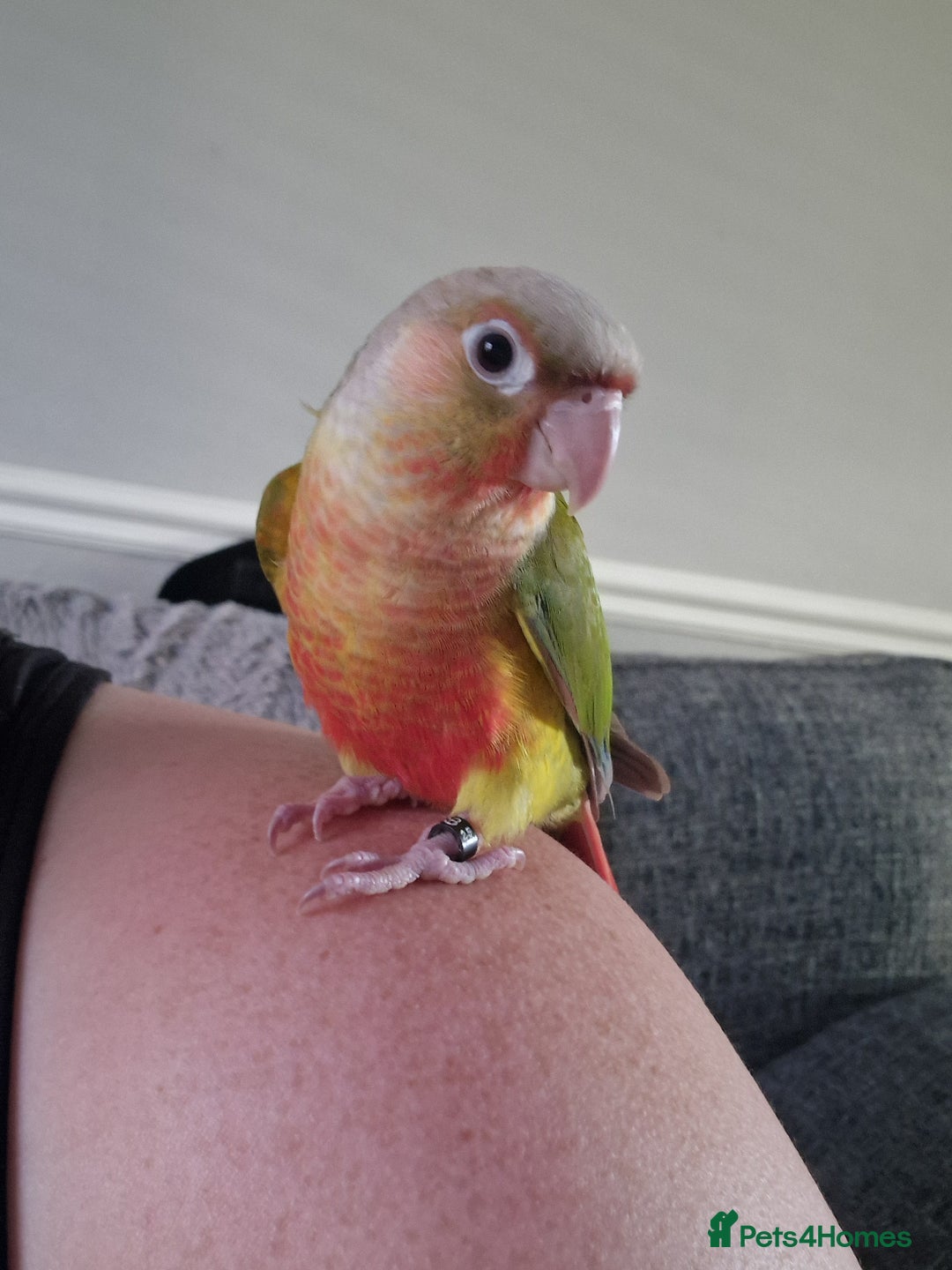 Conures birds for sale: Beautiful fully hand reared conure baby's  - Image 14