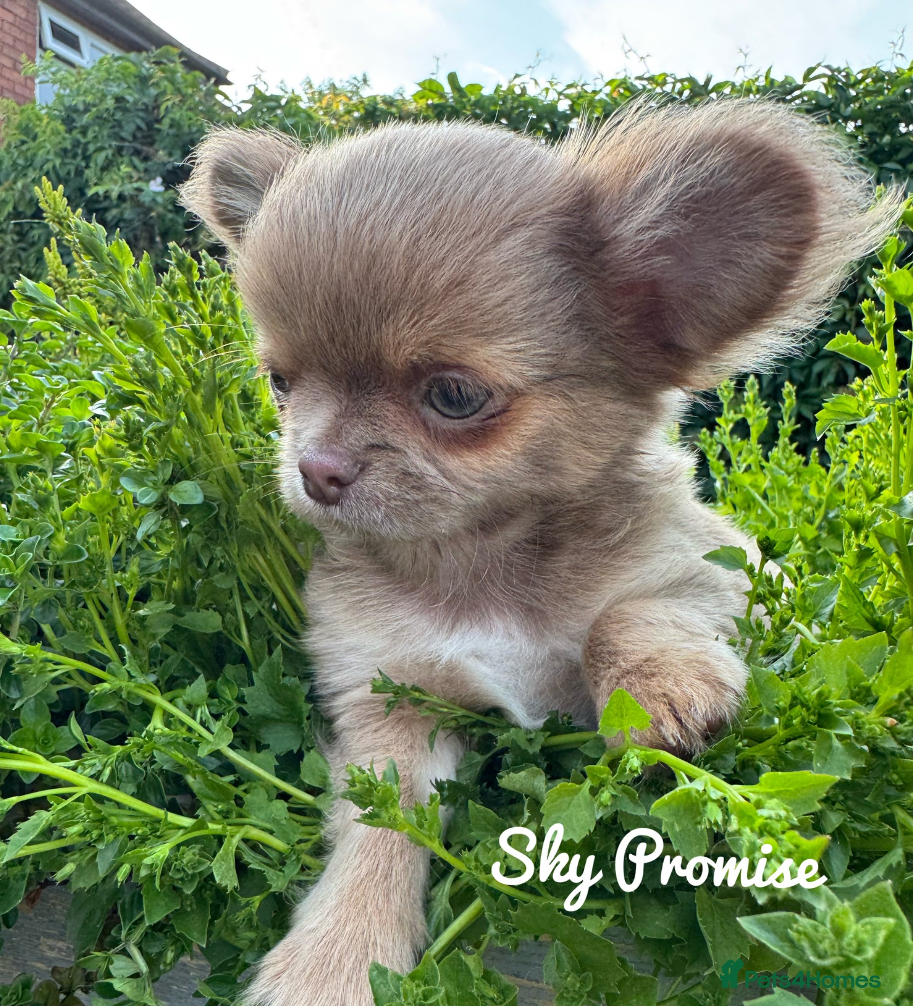 Chihuahua dogs KC chocolate and lilac long coat quality puppies  - Advert 1