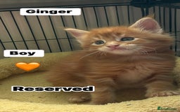 Maine Coon cats for sale: Maine Coon Kittens – Ready 18th October 🏡 - Image 11