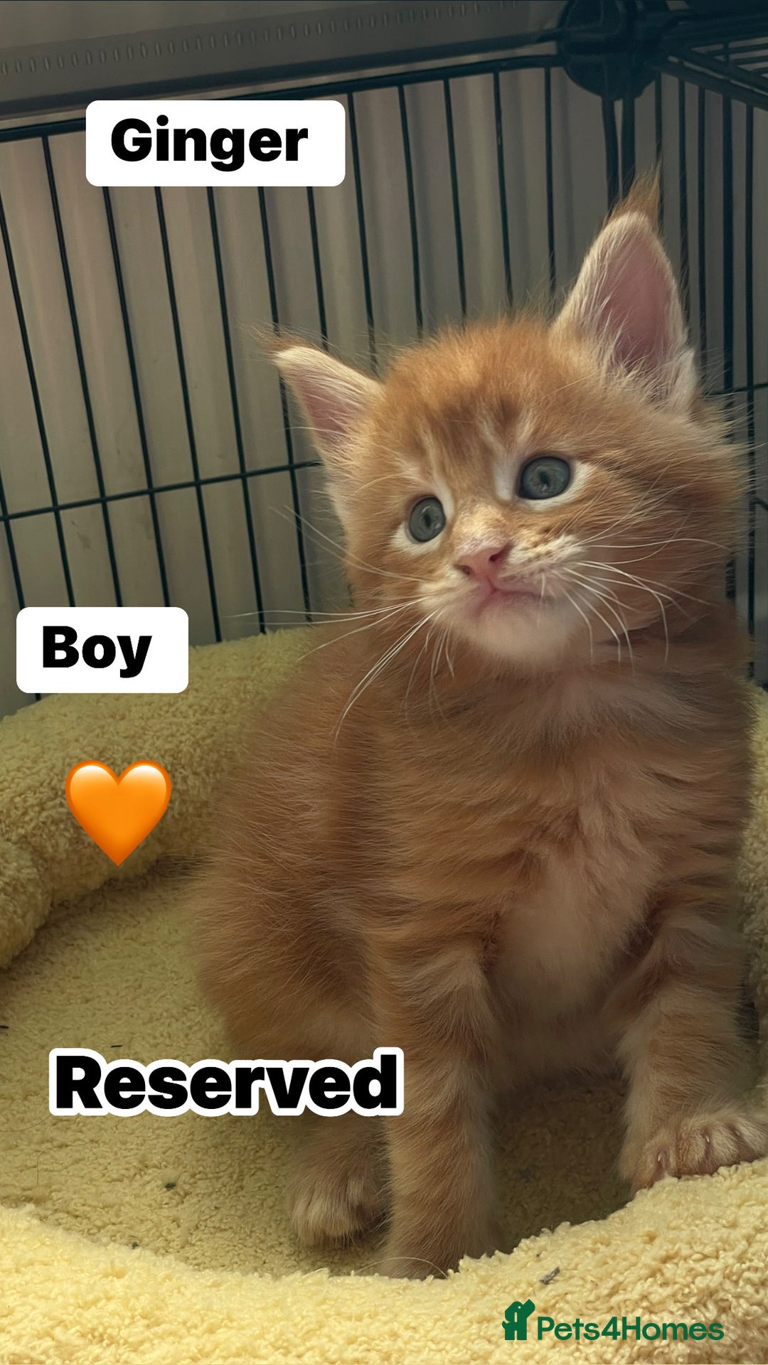 Maine Coon cats for sale: Maine Coon Kittens – Ready 18th October 🏡 - Image 11